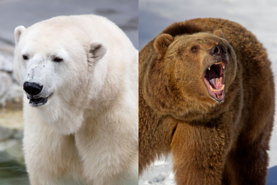 Polar Bear Vs Grizzly Bear