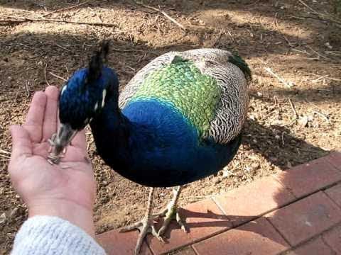 What do Peacocks Eat
